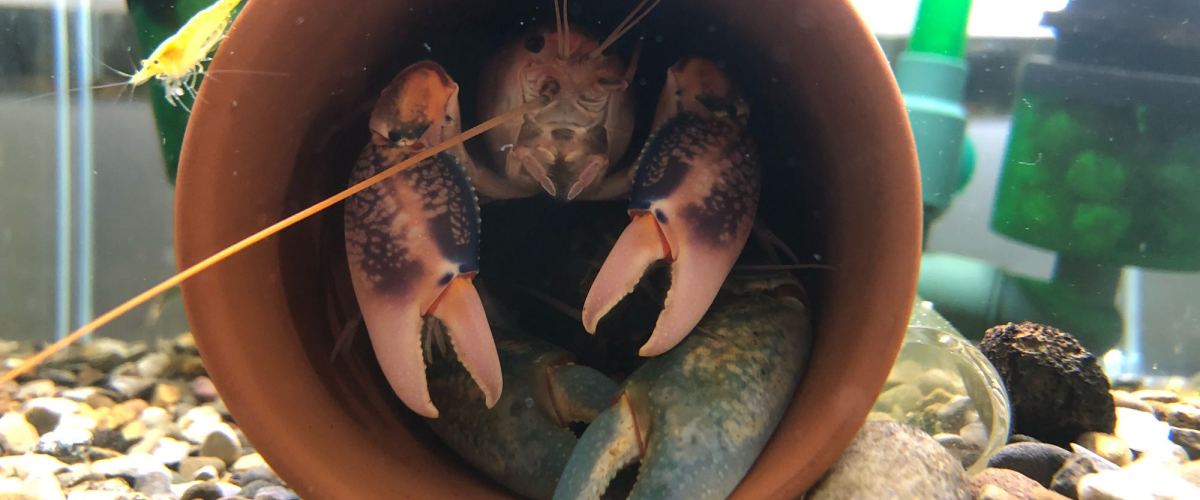 鳌虾/螯虾养殖、开缸、设备全过程经验