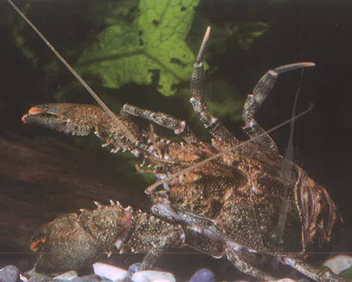铠甲虾科（Aeglidae）概述