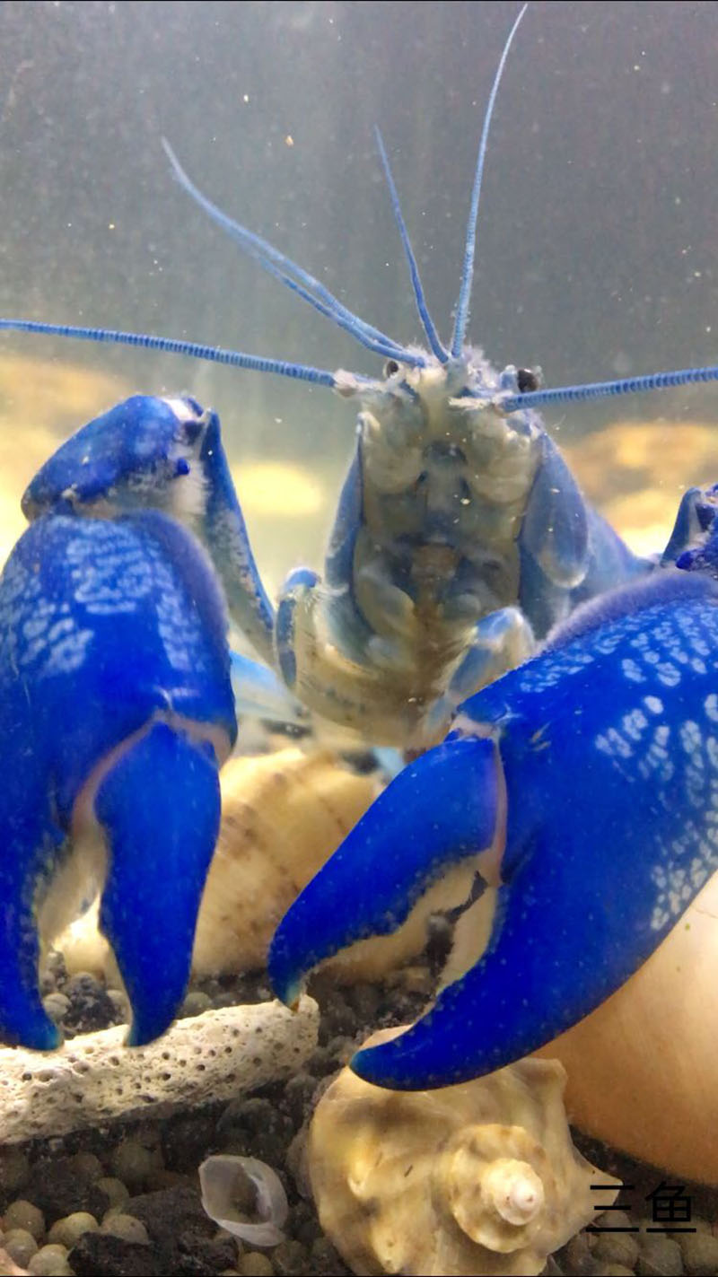 买虾怎么看品质螯虾好不好