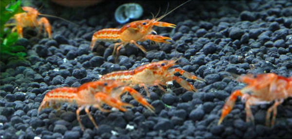 墨西哥侏儒螯虾