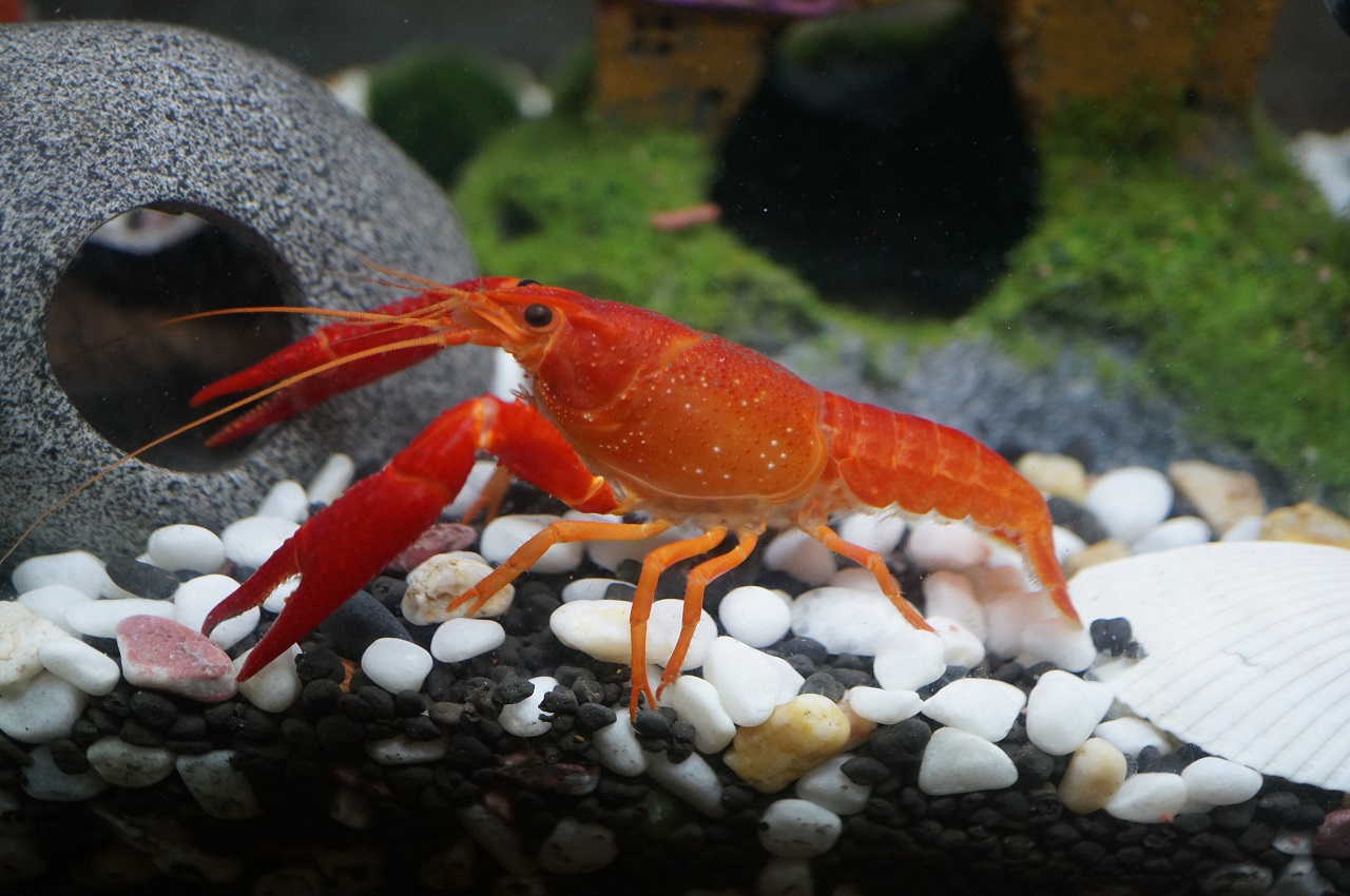 观赏小龙虾饲养心得
