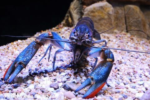 鳌虾的喂养方法及鳌虾常见死亡原因