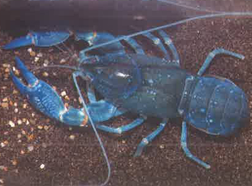 肝胰脏病变-螯虾不爱动，身体出现白点怎么办