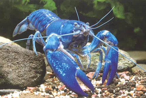 螯虾科（Cambaridae）概述