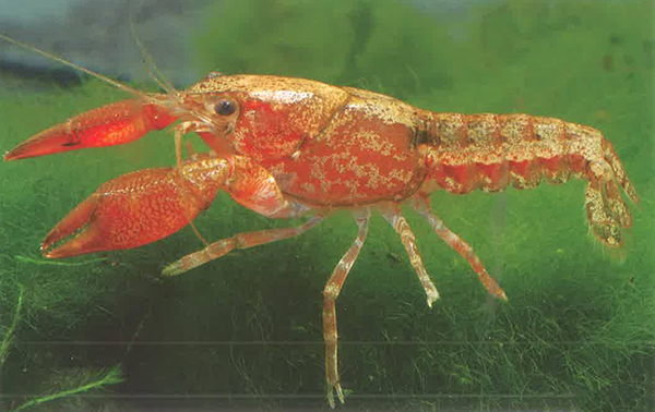 凤头短趾侏儒螯虾