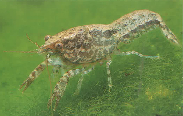 珍珠短趾侏儒螯虾