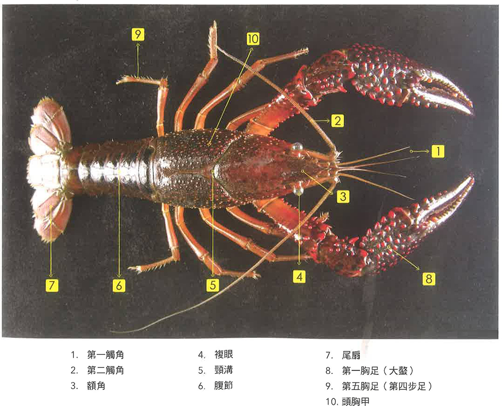 螯虾的身体构造