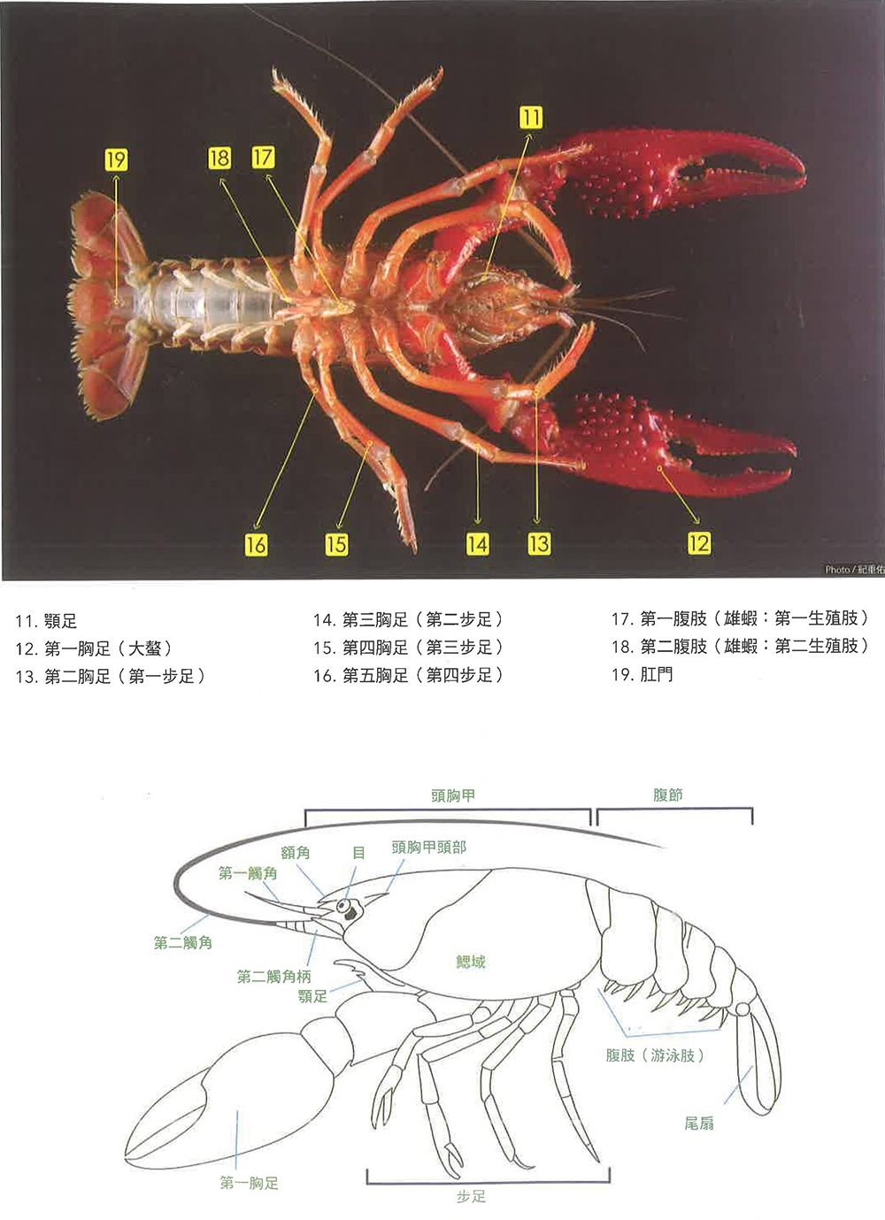 螯虾的身体构造