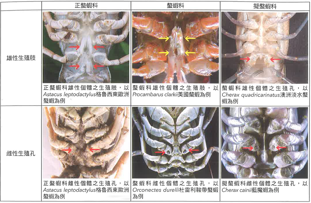 螯虾的身体构造