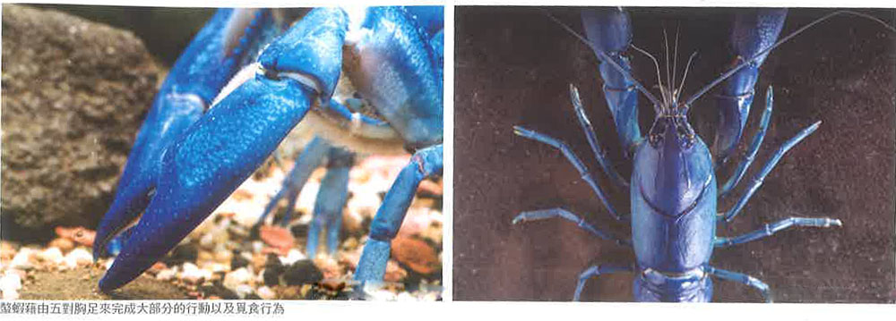 螯虾的身体构造