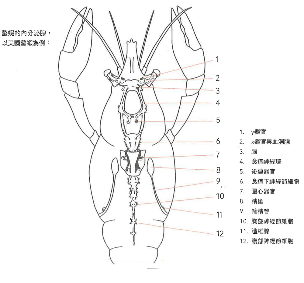 螯虾的身体构造