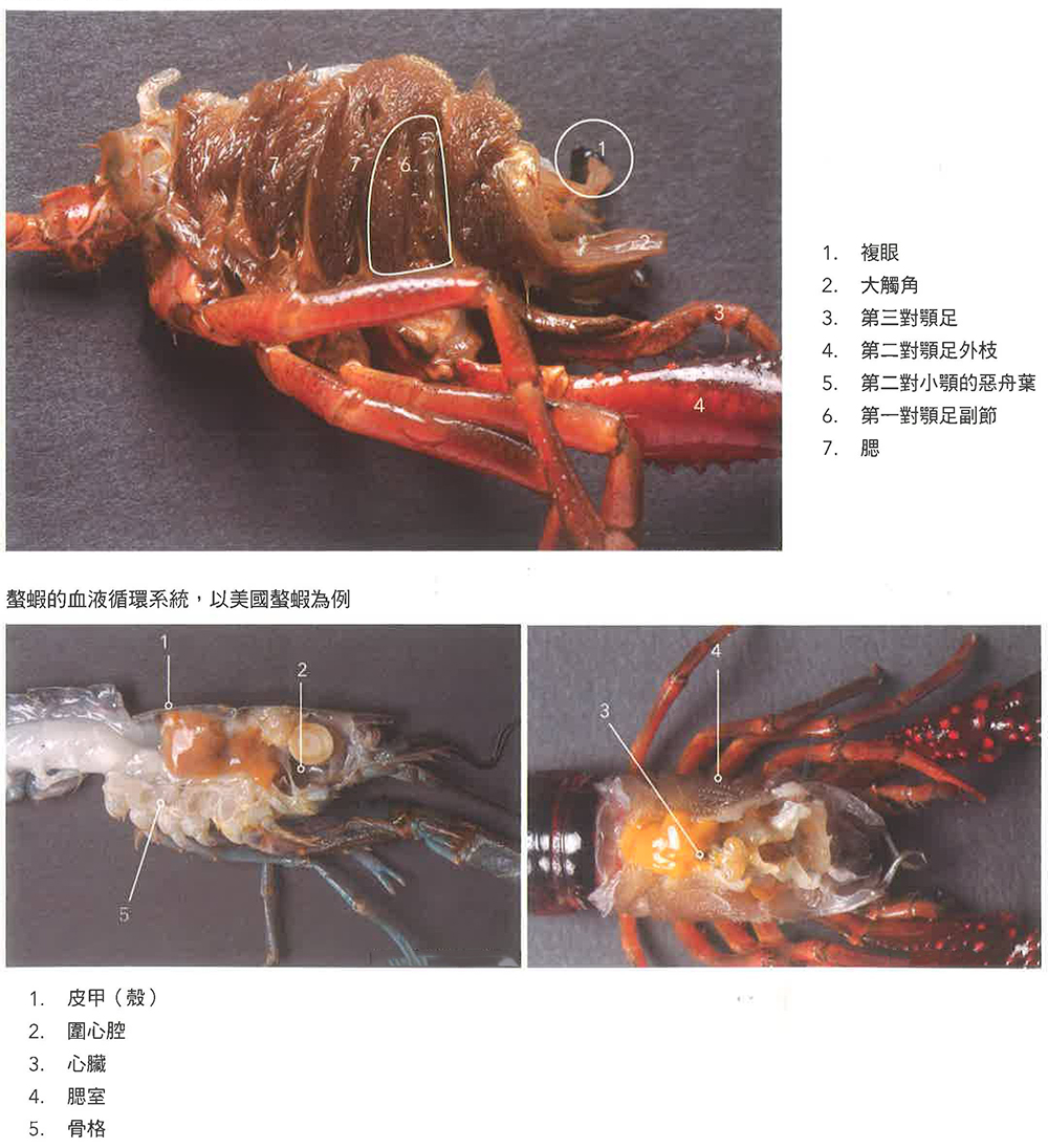 螯虾的身体构造