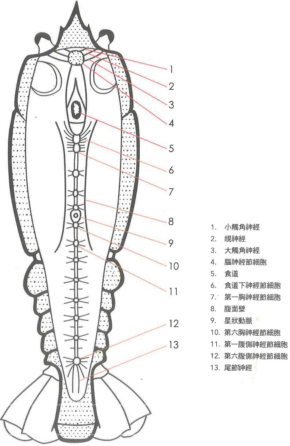 螯虾的身体构造