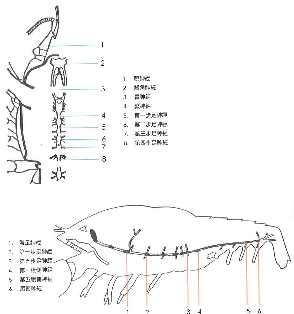 螯虾的身体构造
