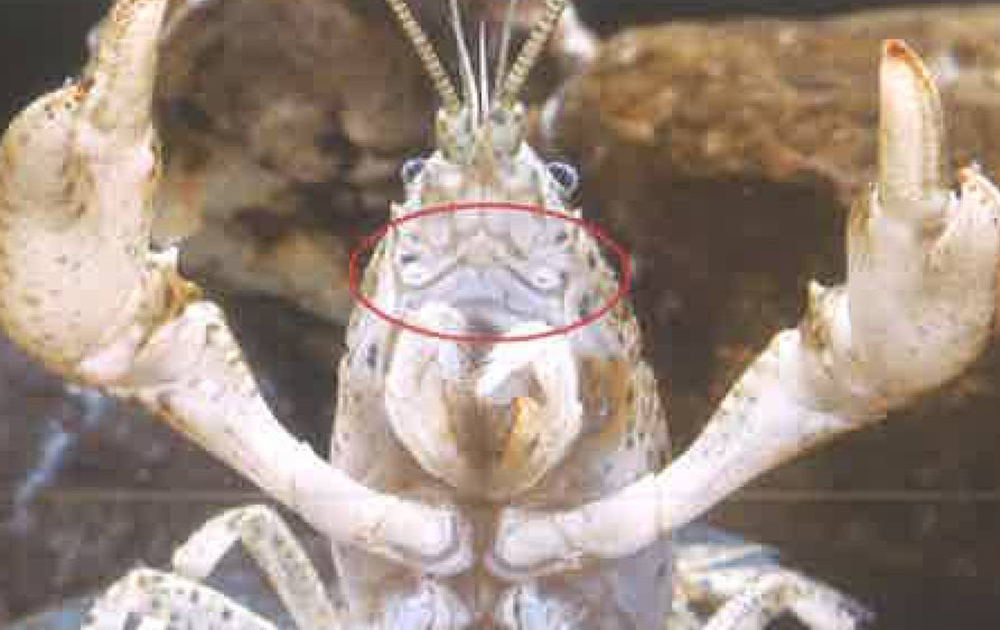 螯虾的身体构造