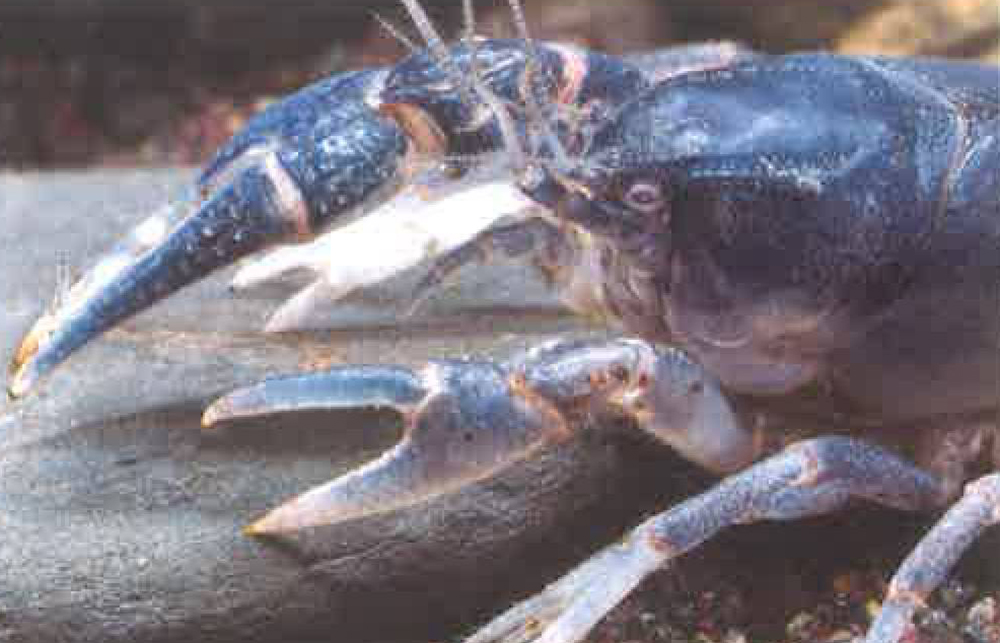 螯虾的身体构造