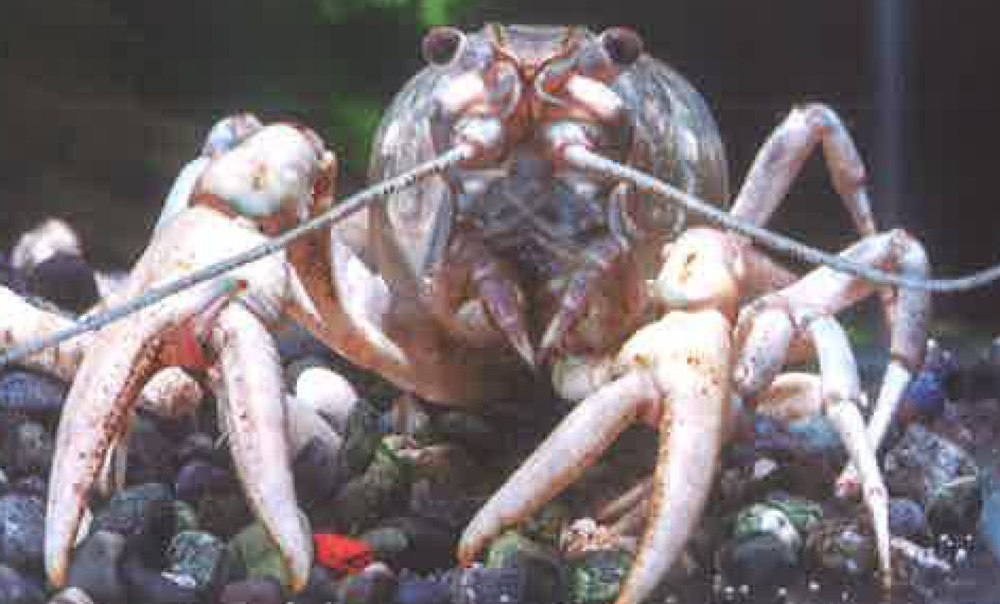 螯虾的身体构造