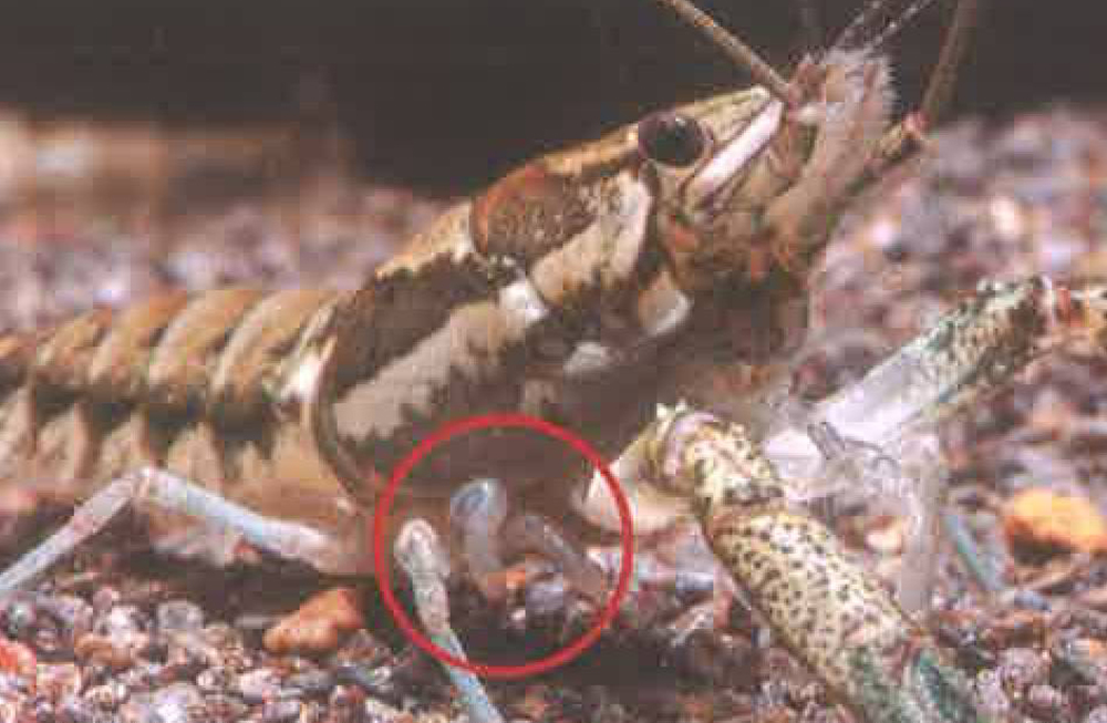 螯虾的身体构造