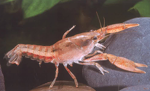 粉红侏儒螯虾