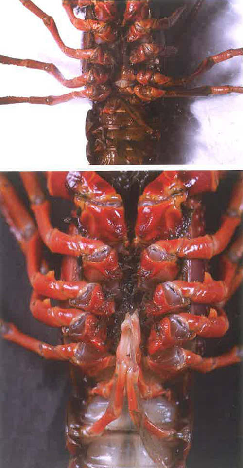 螯虾的繁殖挑战