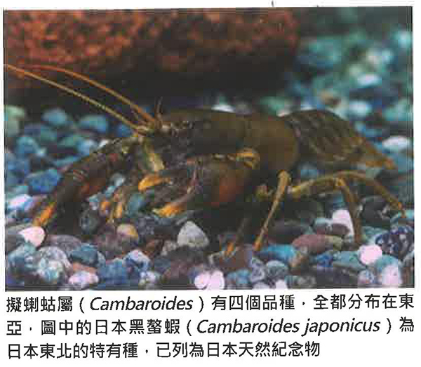 淡水螯虾的分类及分布