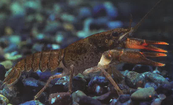 奥斯塔欧洲螯虾