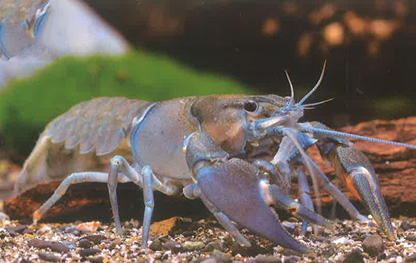 通讯螯虾