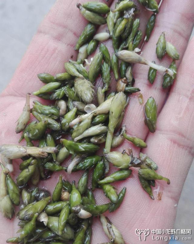 小龙虾单靠高产来盈利吗?不,还有开源节流! - 鳌游水族