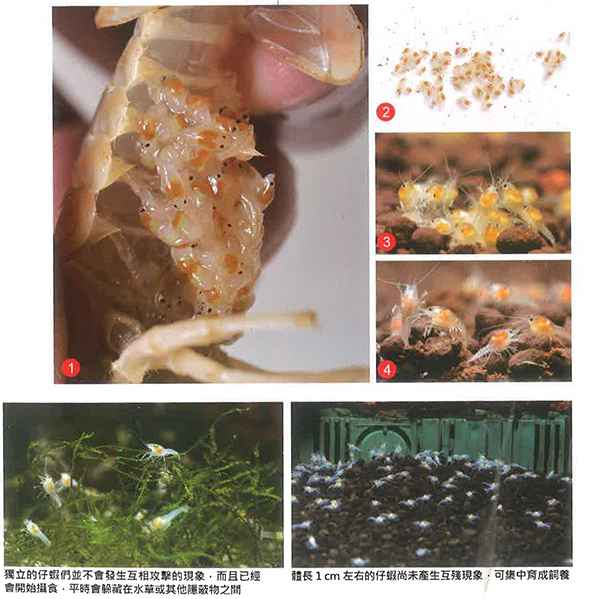 螯虾繁殖的挑战2