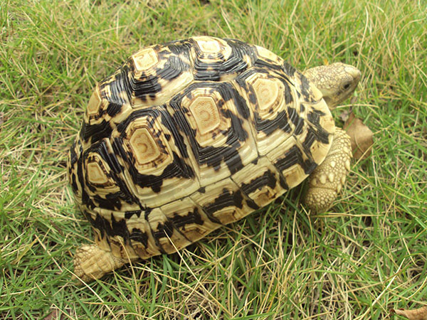 豹纹龟