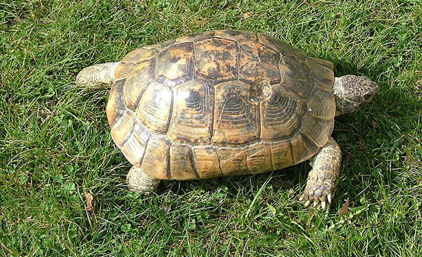 欧洲陆龟