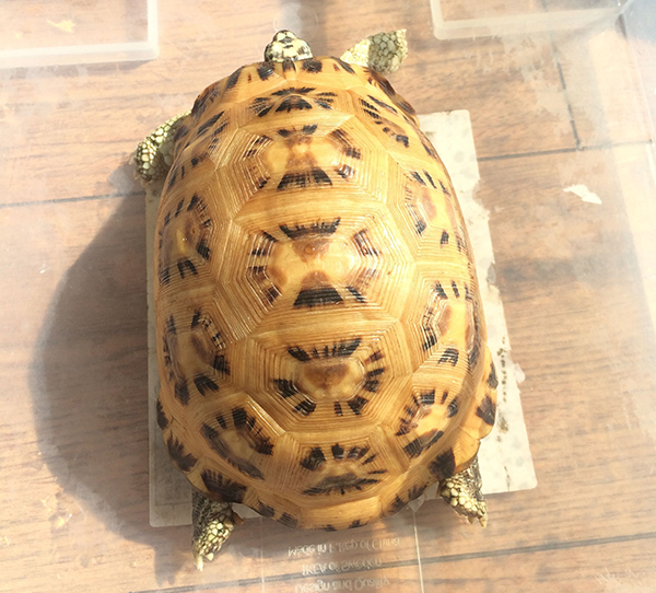 蛛网陆龟