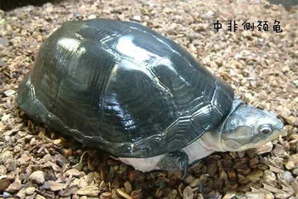 中非侧颈龟