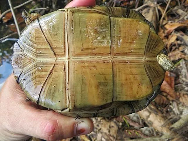 黄腹侧颈龟