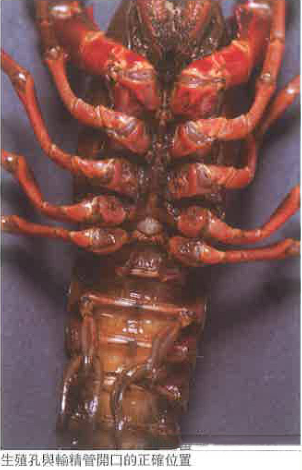 雌虾怎样看已经要抱卵不用再交配？