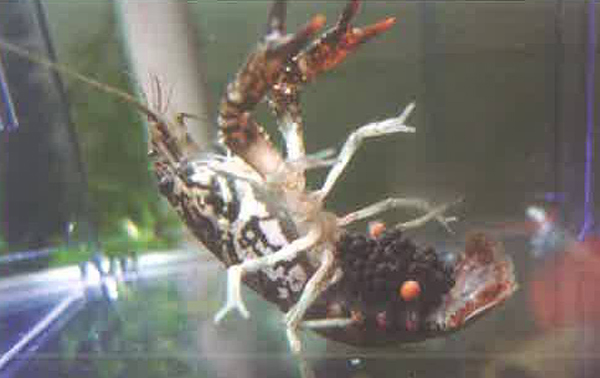 螯虾抱卵怎样防止卵粒发霉或坏死？是甚么情况？