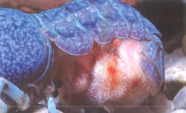 螯虾抱卵怎样防止卵粒发霉或坏死？是甚么情况？