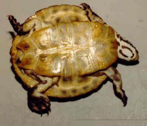 威廉姆斯侧颈龟