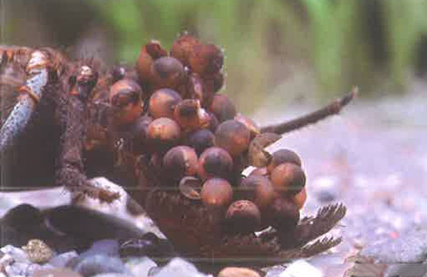 螯虾的孵化与成长过程