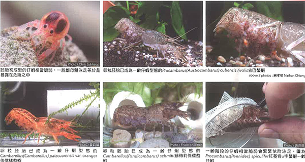 螯虾的孵化与成长过程