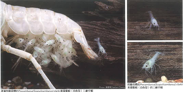 螯虾的孵化与成长过程