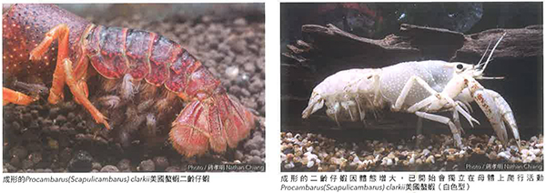 螯虾的孵化与成长过程