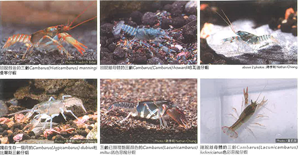 螯虾的孵化与成长过程