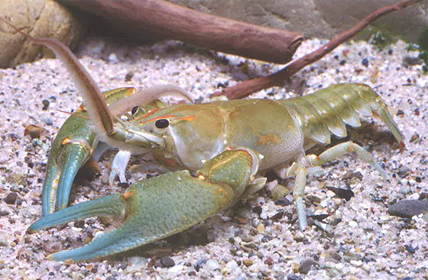 海克力斯巨毛螯虾