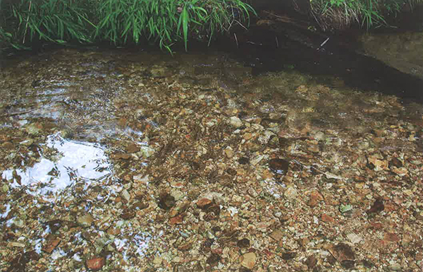 海克力斯巨毛螯虾