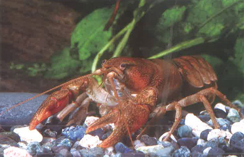 螯虾科Cambaroides黑螯属简介