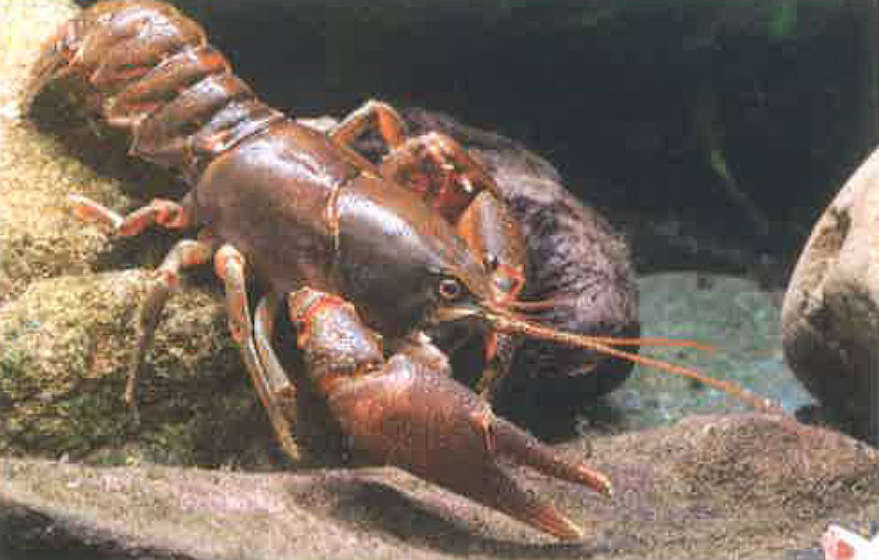 东北黑螯虾