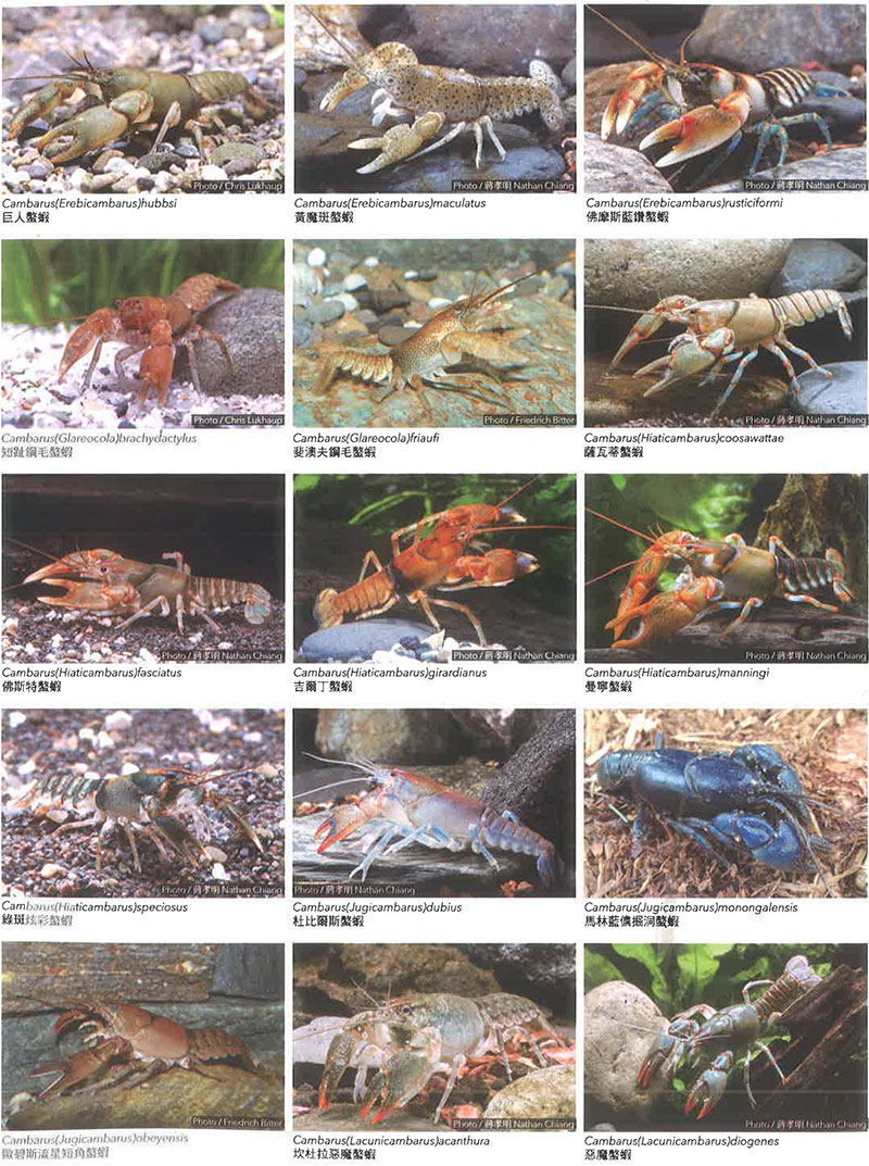 螯虾科Cambarus属简介