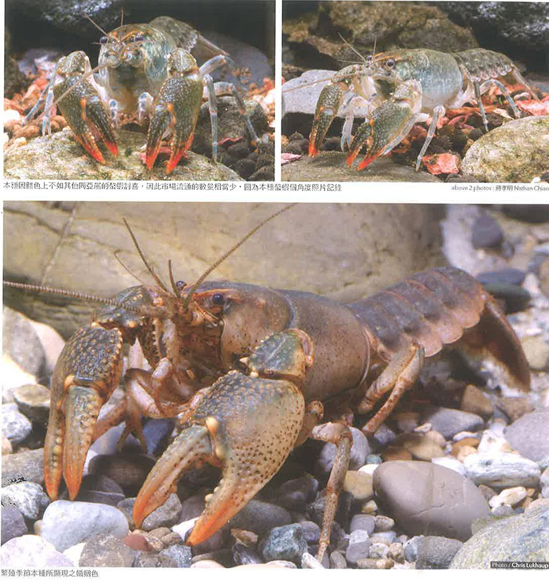 坎杜拉恶魔螯虾