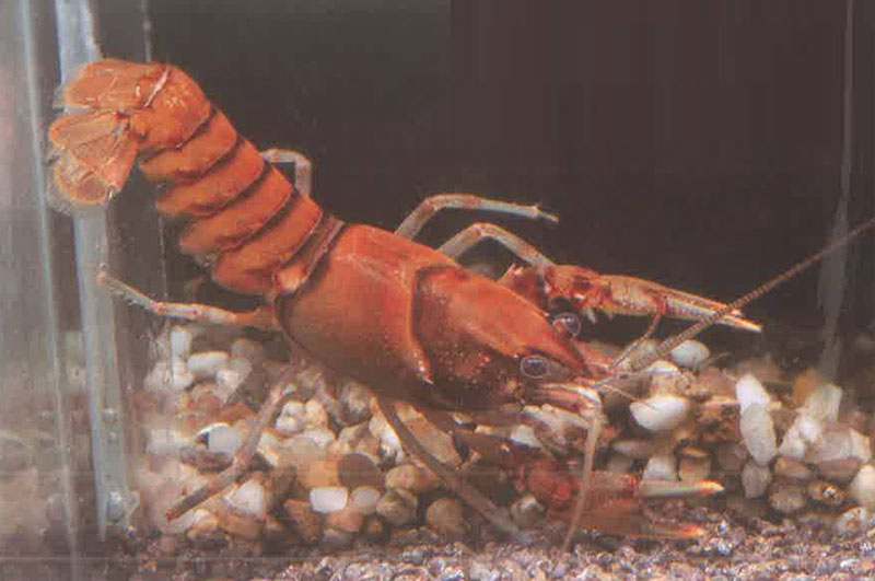 碧绿鬼角刺螯虾